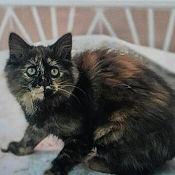 Mabel -  Domestic Long Hair Cat for Adoption in Fort Wayne, Indiana - Mabel | PetCurious