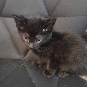 Wynn -  Domestic Short Hair Cat for Adoption in Chicago, Illinois - Wynn | PetCurious
