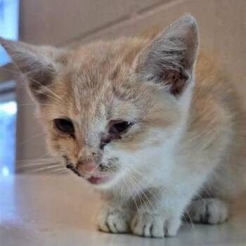Beep -  Domestic Short Hair Cat for Adoption in Lutz, Florida - Beep | PetCurious