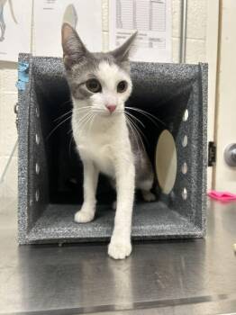 Crow -  Domestic Short Hair Cat for Adoption in Fruit Heights, Utah - Crow | PetCurious