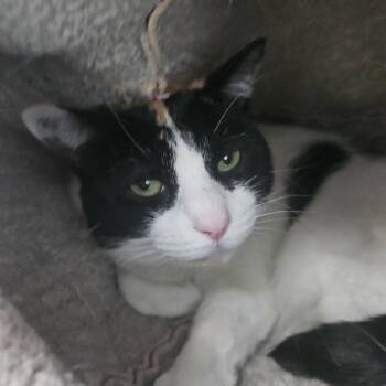 Romy and Michelle -  Domestic Short Hair Cat for Adoption in Fall River, Massachusetts - Romy And Michelle | PetCurious