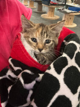 Rescue Domestic Short Hair Cats for Adoption in St. Cloud, Minnesota - Snickerdoodle | PetCurious