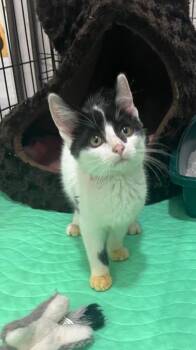 Zorra -  Domestic Medium Hair Cat for Adoption in Kell, Illinois - Zorra | PetCurious