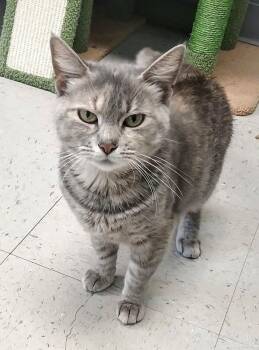 CONTRACTION -  Domestic Short Hair Cat for Adoption in Pegram, Tennessee - CONTRACTION | PetCurious