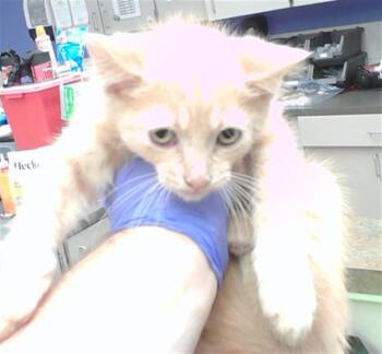MALKY -  Domestic Short Hair Cat for Adoption in Omaha, Nebraska - MALKY | PetCurious