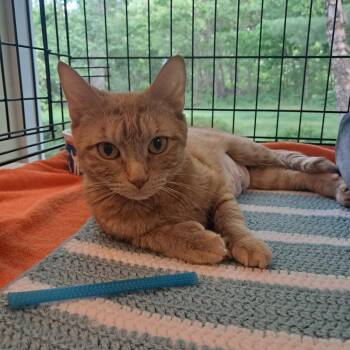 Honey -  Domestic Short Hair Cat Available for Adoption in Concord, New Hampshire - Honey | PetCurious