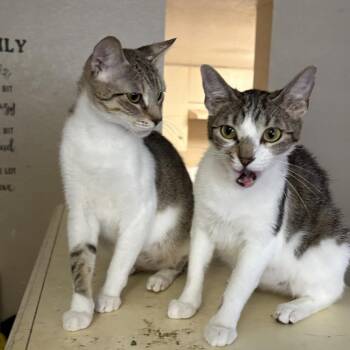Adventure -  Domestic Short Hair Cat for Adoption in Jupiter, Florida - Adventure | PetCurious