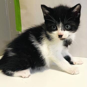 Not Quite White Lies -  Siamese Cat for Adoption in Fredericksburg, Virginia - Not Quite White Lies | PetCurious