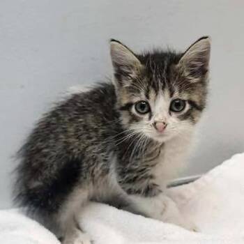 Willa -  Domestic Short Hair Cat for Adoption in Madison, Wisconsin - Willa | PetCurious