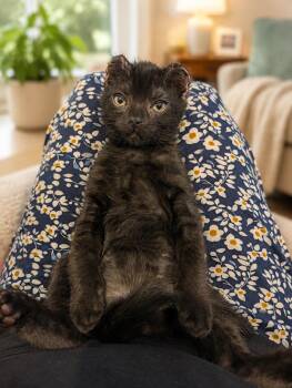 Muhammad Ali - Float like a Butterfly -  Domestic Short Hair Cat for Adoption in Laurel, Maryland - Muhammad Ali - Float Like A Butterfly | PetCurious