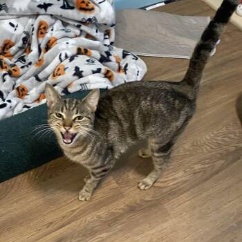 Domestic Short Hair Cats Available for Adoption in Ontario, New York - Ariana | PetCurious