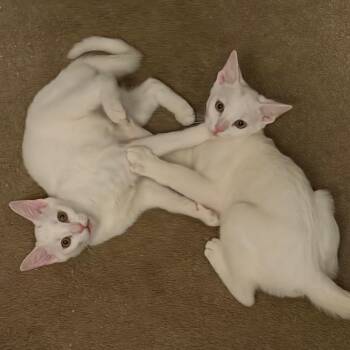 Rayo (Bonded to Nube) -  Domestic Short Hair Cat for Adoption in Wilmington, Delaware - Rayo (Bonded To Nube) | PetCurious