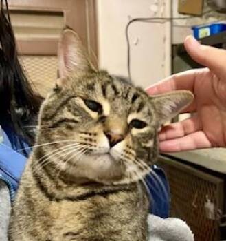 Domestic Short Hair Cats Available for Adoption - Cricket | PetCurious