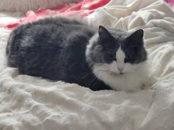 Pretty Kitty 4153 -  Domestic Long Hair Cat for Adoption in Locust Grove, Virginia - Pretty Kitty 4153 | PetCurious