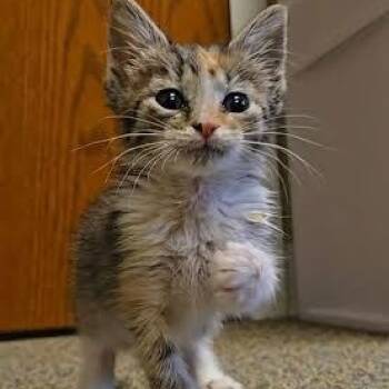 Daisy -  Calico Cat for Adoption in Hopkinsville, Kentucky - Daisy | PetCurious