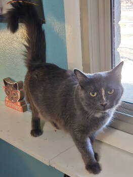 Rescue Domestic Medium Hair Cats for Adoption in Phoenix, Arizona - Delilah | PetCurious