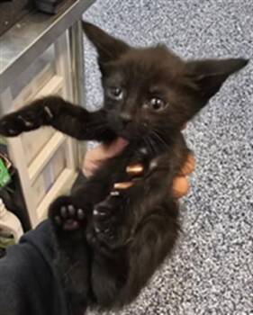 A1920353 -  Domestic Short Hair Cat for Adoption in Thousand Palms, California - A1920353 | PetCurious