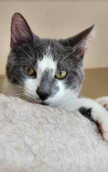 Lagoon -  Domestic Short Hair Cat for Adoption in Muskegon, Michigan - Lagoon | PetCurious