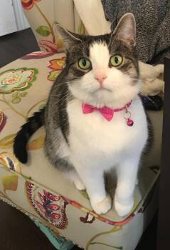 Tabby Cats Available for Adoption in Hamilton, Ontario - Tink | PetCurious