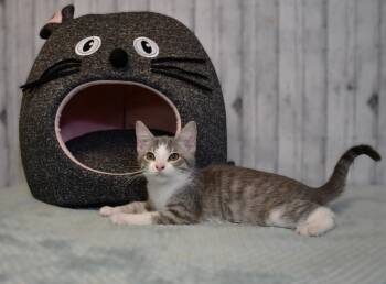 Lillian -  Domestic Short Hair Cat for Adoption in Roanoke, Texas - Lillian | PetCurious