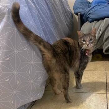 Domestic Short Hair Cats Available for Adoption - Bonded Pair: Olasard & Helen | PetCurious