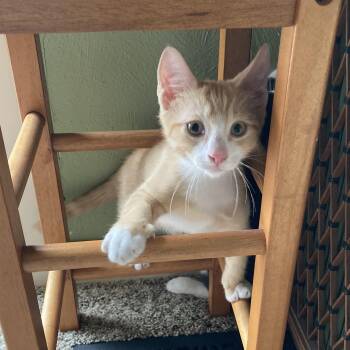Cheeto -  Domestic Short Hair Cat for Adoption in Lemoyne, Pennsylvania - Cheeto | PetCurious