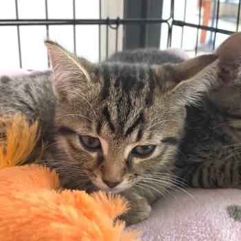 Neko -  Domestic Short Hair Cat for Adoption in Riverwoods, Illinois - Neko | PetCurious