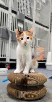 Ziti -  Domestic Short Hair Cat for Adoption in Mount Pleasant, South Carolina - Ziti | PetCurious