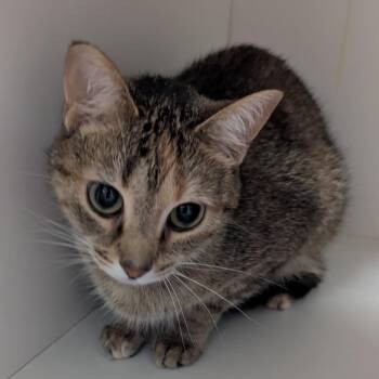 Ode -  Domestic Short Hair Cat for Adoption in Jeffersonville, Indiana - Ode | PetCurious