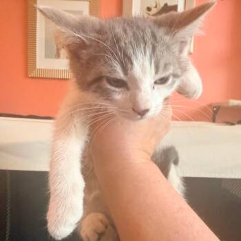 Sakura (Japanese Redbull) -  Domestic Short Hair Cat Available for Adoption in Charlotte, North Carolina - Sakura (Japanese Redbull) | PetCurious