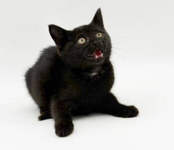 Oliver -  Domestic Short Hair Cat for Adoption in Bowling Green, Kentucky - Oliver | PetCurious