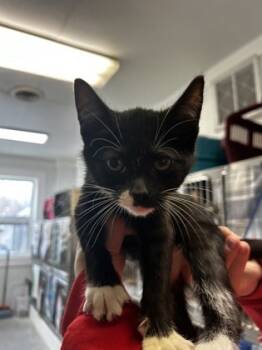 Rescue Domestic Short Hair Cats for Adoption in Morristown, New Jersey - Eugene | PetCurious