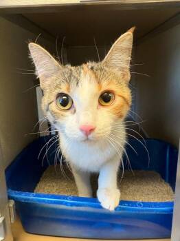 Domestic Short Hair Cats Available for Adoption - Amber | PetCurious