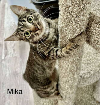 Rescue Domestic Medium Hair Cats for Adoption in St. George, Utah - Miko | PetCurious