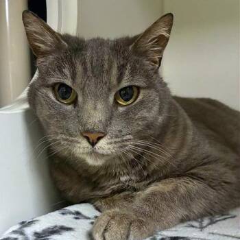 Domestic Short Hair Cats Available for Adoption - Ricki | PetCurious