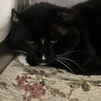 Tuxie -  Domestic Short Hair Cat for Adoption in Briarcliff Manor, New York - Tuxie | PetCurious
