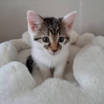 Charlotte -  Domestic Short Hair Cat for Adoption in Granville, Ohio - Charlotte | PetCurious