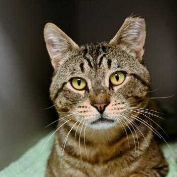 Bodhi -  Domestic Short Hair Cat for Adoption in Seattle, Washington - Bodhi | PetCurious