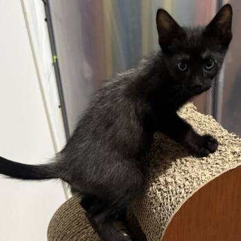 Legend -  Domestic Short Hair Cat for Adoption in Brentwood, California - Legend | PetCurious