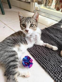 Angel Alex -  Tabby Cat for Adoption in Burlington, North Carolina - Angel Alex | PetCurious