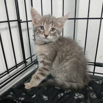 Owen -  Domestic Long Hair Cat for Adoption in Clarksdale, Mississippi - Owen | PetCurious