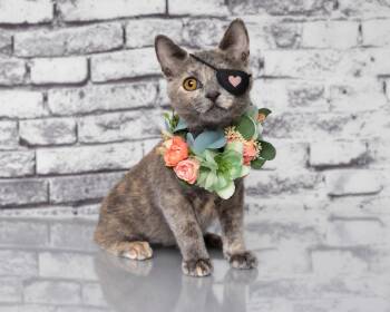 Cinnamon -  Dilute Tortoiseshell and Domestic Short Hair Cat for Adoption in Tuscaloosa, Alabama - Cinnamon | PetCurious