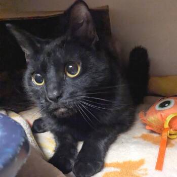 Domestic Short Hair Cats Available for Adoption in Providence, Rhode Island - Peach Fuzz | PetCurious