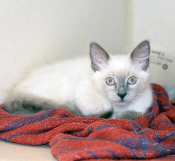 BUDDY BUDDY -  Ragdoll Cat for Adoption in San Clemente, California - BUDDY BUDDY | PetCurious