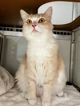 AYLA -  Domestic Medium Hair Cat for Adoption in San Francisco, California - AYLA | PetCurious