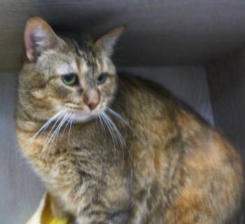 Annie -  Domestic Short Hair Cat for Adoption in Lafayette, Louisiana - Annie | PetCurious