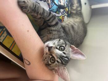 Rescue Domestic Short Hair Cats for Adoption in Los Angeles, California - Mammoth | PetCurious