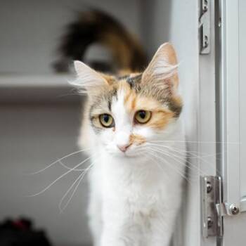 Abbey -  Domestic Medium Hair Cat for Adoption in Atlanta, Georgia - Abbey | PetCurious
