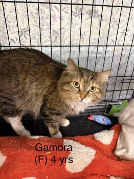 Domestic Long Hair Cats Available for Adoption in Clarksville, Tennessee - Gamora | PetCurious