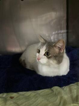 Domestic Short Hair Cats Available for Adoption in Pierceton, Indiana - Screech | PetCurious